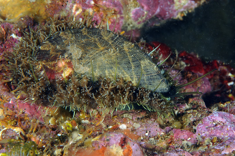 Haliotis mykonosensis